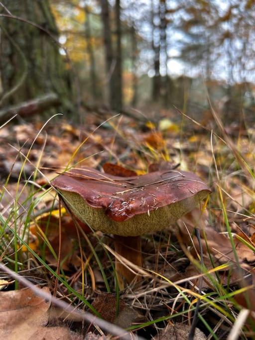 Dom Male Mazury Villa Drozdowo Eksteriør billede